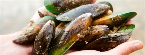 Green Lipped Mussels: All You Need to Know | Holland & Barrett