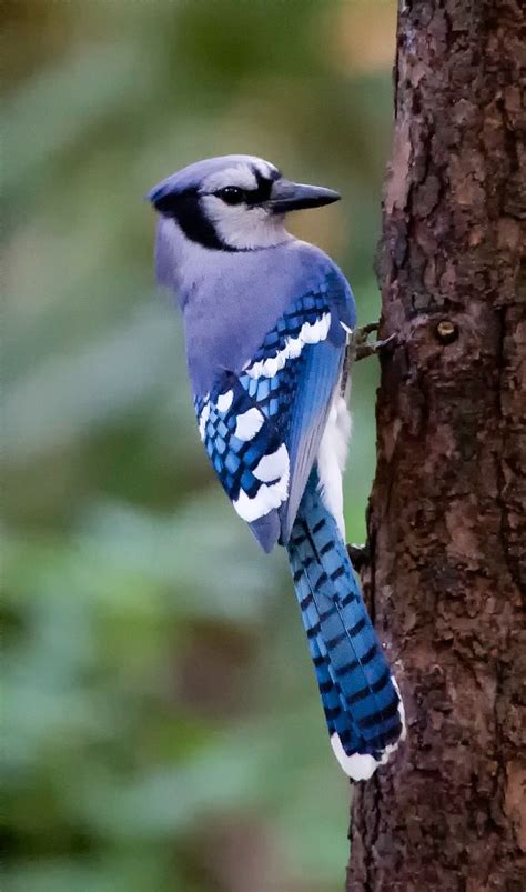 Blue Woodpecker Bird