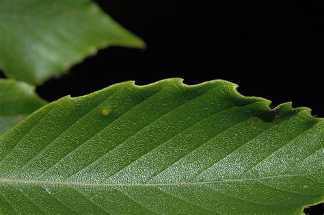 Fagus grandifolia (Fagaceae) image 16050 at