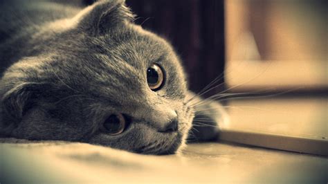 Gray Cat Eyes Close-Up - High Definition Wallpapers - HD wallpapers