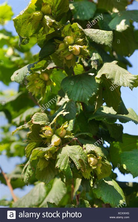 Hazelnut Tree Stock Photos & Hazelnut Tree Stock Images - Alamy