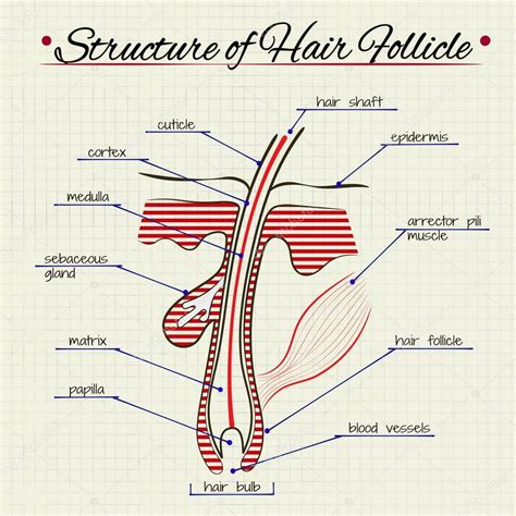 The structure of human hair — Stock Vector © Silbervogel #72896887