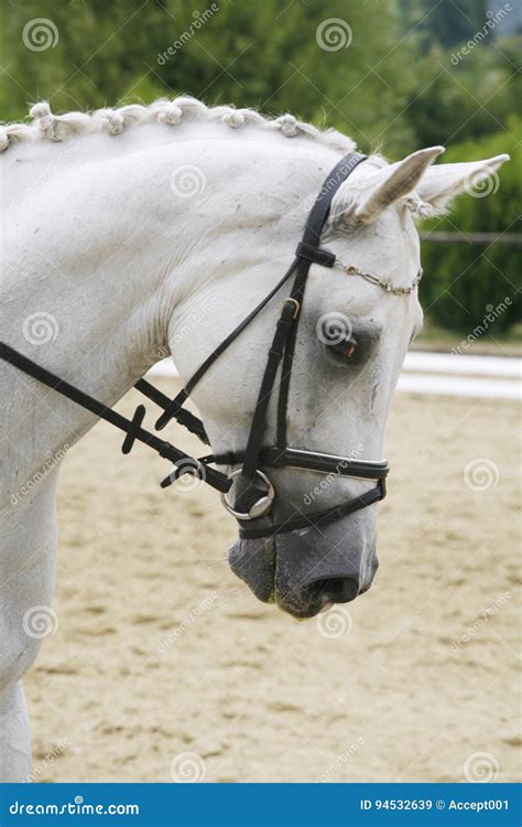 Portrait of a Lipizzaner Dressage Horse on Natural Background Stock Image - Image of domestic ...