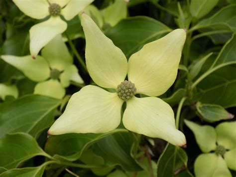 Kousa dogwood (Cornus kousa 'Snow Tower') - Focal Farm