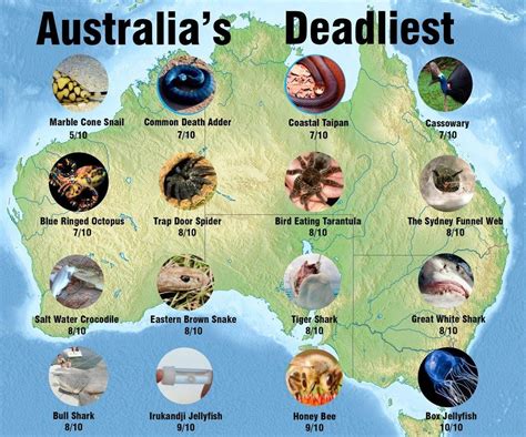 The Horror. Deadly Animals In Australia, Australia Facts, Australia Quote, Australia Funny ...