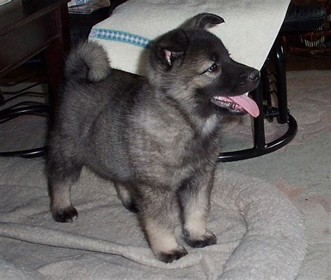 Norwegian Elkhound Info, Temperament, Puppies, Pictures