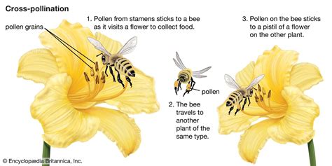 Cross-pollination | Definition, Mechanism, & Facts | Britannica