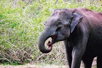 Bandipur National Park, Karnataka | Tigers, tuskers and a brigand | Mint