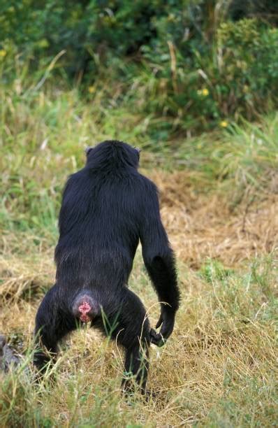 Standing Chimpanzee Stock Photos, Pictures & Royalty-Free Images - iStock