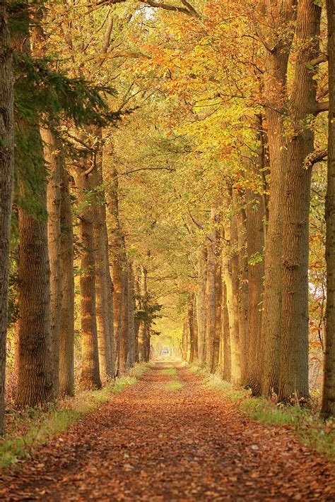 Autumn Forest Path Photograph by Double p | Fine Art America
