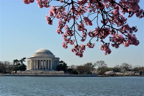 Cherry blossoms on the National Mall | Jonathan Bloy