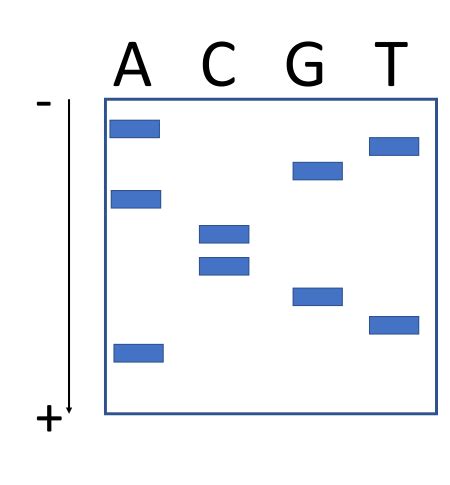 How To Read Sanger Sequencing