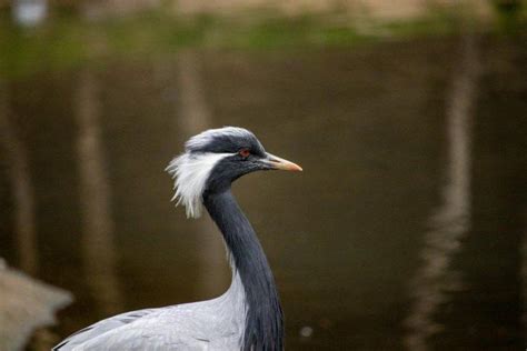 18 Wild Animals in Denmark [Wildlife in Denmark] - Kevmrc