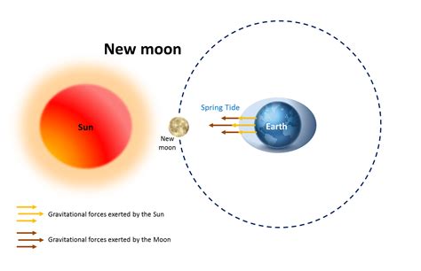 Diagram Of High And Low Tides