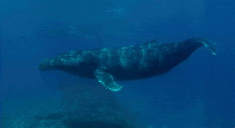 Whale GIF - Find & Share on GIPHY