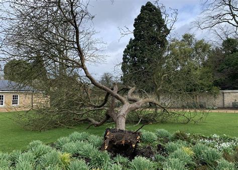 Cambridge University Botanic Garden's 'Newton's apple tree' falls in storm - BBC News