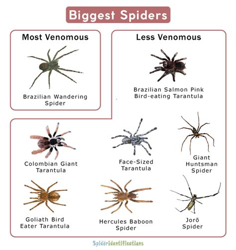 Top 20 Largest Spider Species Explained | arnoticias.tv