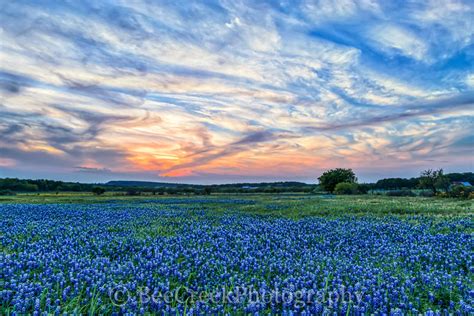 Heavenly Bluebonnet Sunset | Bee Creek Photography - Landscape, Skyline ...