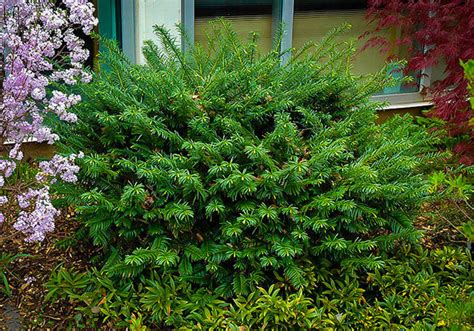 Deer Resistant Shrubs - PlantingTree