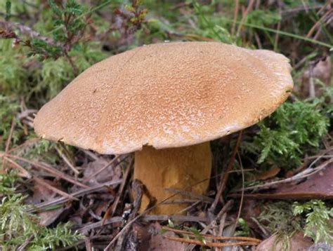 Suillus variegatus, Velvet Bolete mushroom