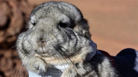 The $400,000 Rescue Mission to Save 25 Chinchillas - The Atlantic