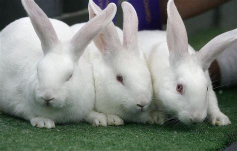 10 Best Meat Rabbit Breeds for Homesteads | Rabbit breeds, Meat rabbits breeds, New zealand rabbits