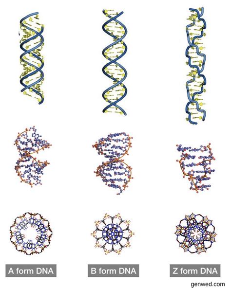 Who Discovered DNA Structure, History of DNA, Types of DNA - Gen Wed