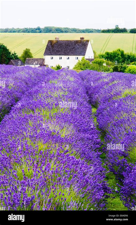 Lavender fields, Cotswolds, Worcestershire, UK Stock Photo - Alamy