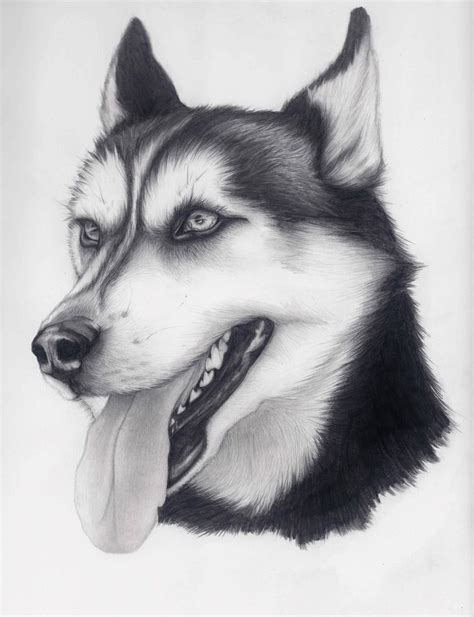 Husky by alishamarie12 on deviantART | Animal drawings, Husky drawing, Dog drawing