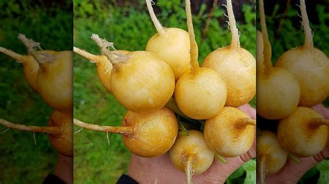 14 Radish Varieties You Should Keep On Your Radar