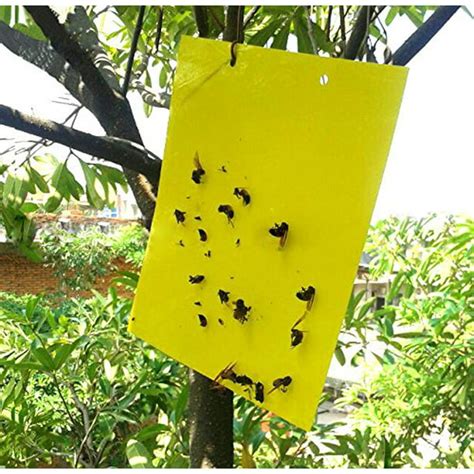 Cockroach Spider Bed Bug Scorpion Silverfish Insect Traps Roach Sticky Traps Yellow sticky trap ...