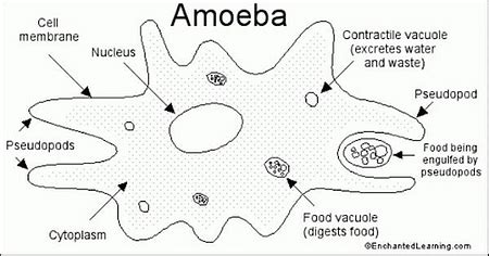 Amoeba: Definition, Structure, Classification, Nutrition