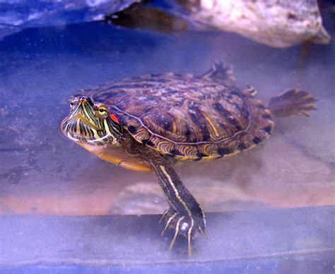 Red-Eared Slider Turtle Facts, Habitat, Diet, Pet Care, Pictures