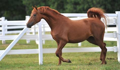 Morgan Horse Breed - History, Types, & Temperament - Helpful Horse Hints