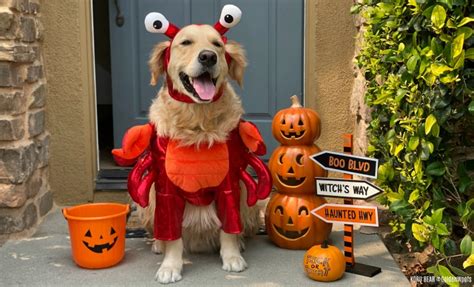 2020 dog halloween costumes - Golden Woofs