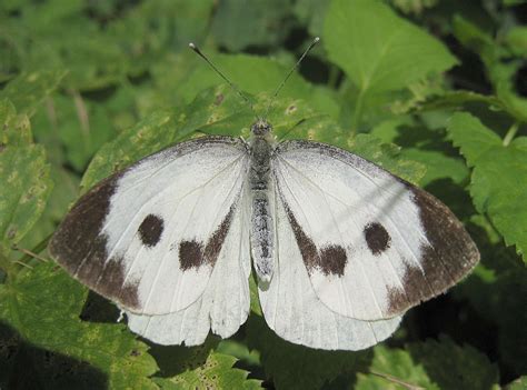 Repollo Blanco, Pieris brassicae - Consejos para mi huerto