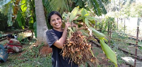 How to harvest and process Turmeric | https://kalpavrikshafarms.com