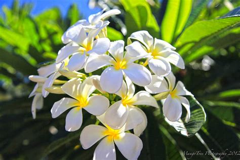 White Hawaii Plumeria - Hawaii Pictures