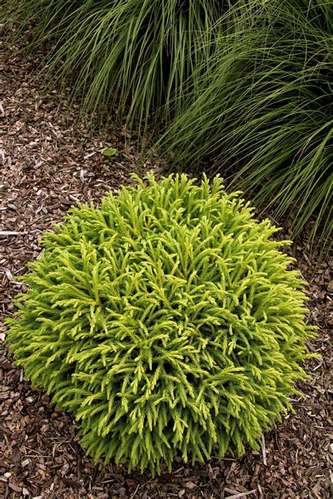 Garden Tips - Dwarf Japanese Cedar (Cryptomeria japonica Globosa Nana). A superb selection that ...