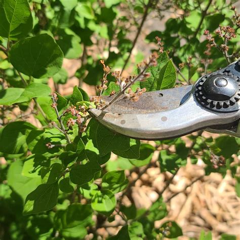 Pruning Lilacs - Heidi's GrowHaus & Lifestyle Gardens