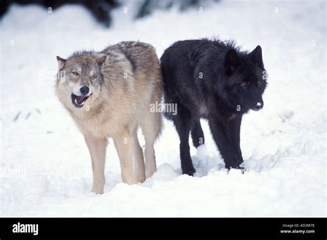 gray wolf Canis lupus a gray and a black wolf together in the foothills ...