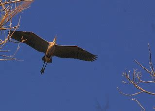 Jordan Lake (12) | Heron in flight | Tom | Flickr
