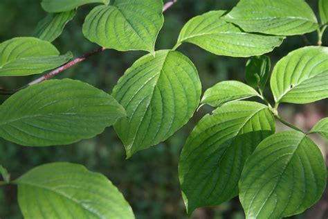 Flowering Dogwood Leaves, Downingtown, PA | enviroteacherbob | Flickr