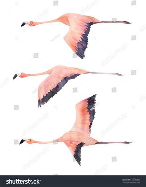 Flying Flock Flamingo Watercolor Isolated Illustration Stock ...