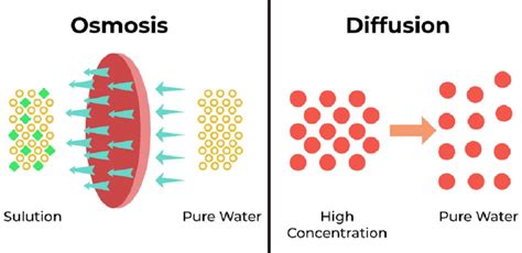 Transpor Pasif Difusi, Difusi Terbantu, dan Osmosis InformasainsEdu