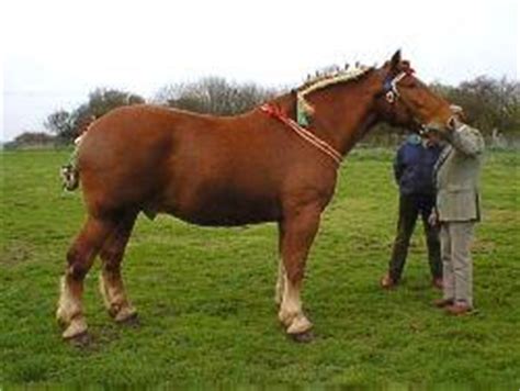 The Suffolk Punch - Horse breed, Horse breeding, types and breeds from ...