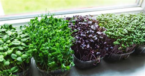 Can You Dehydrate Microgreens? Find Out the Answer Here! - Backyard Eden