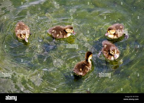 Five Fulvous Whistling Ducklings Dendrocygna bicolor Anseriformes Anatidae Stock Photo - Alamy