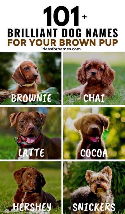 What Is A Good Name For A Brown Dog