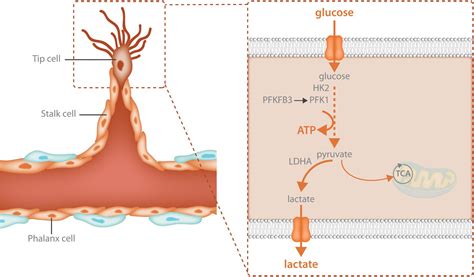 Frontiers | The Warburg Effect in Endothelial Cells and its Potential as an Anti-angiogenic ...